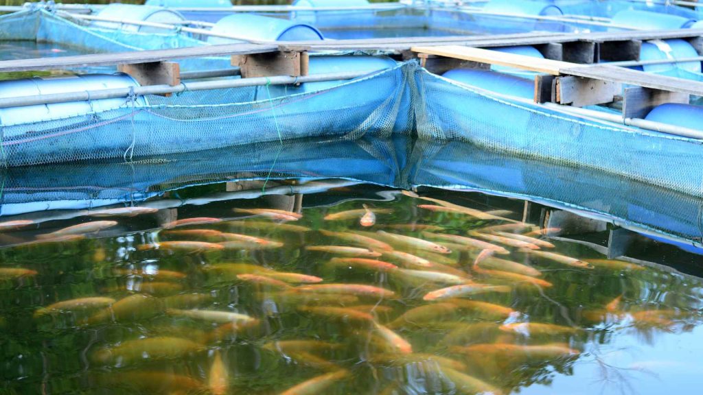 pompa air tenaga surya untuk kolam ikan